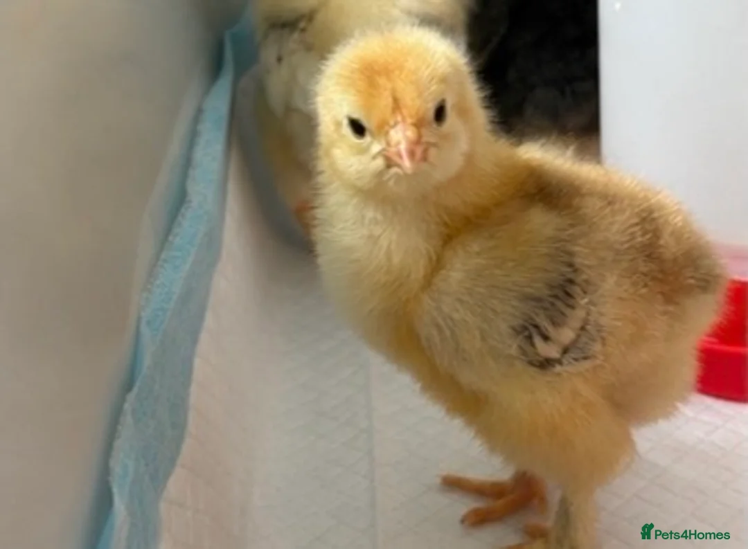 Chickens poultry for sale: Chicks. - Advert 15