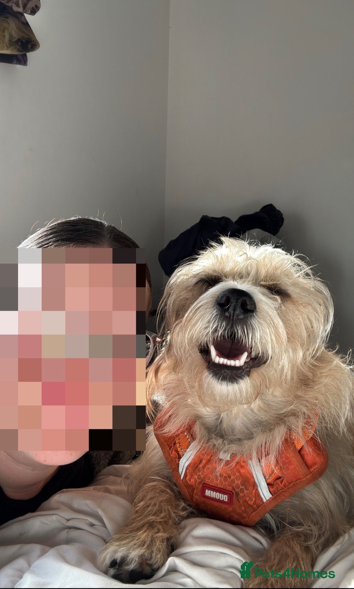 Maltipoo dogs 2.5 year male Maltipoo  - Advert 1
