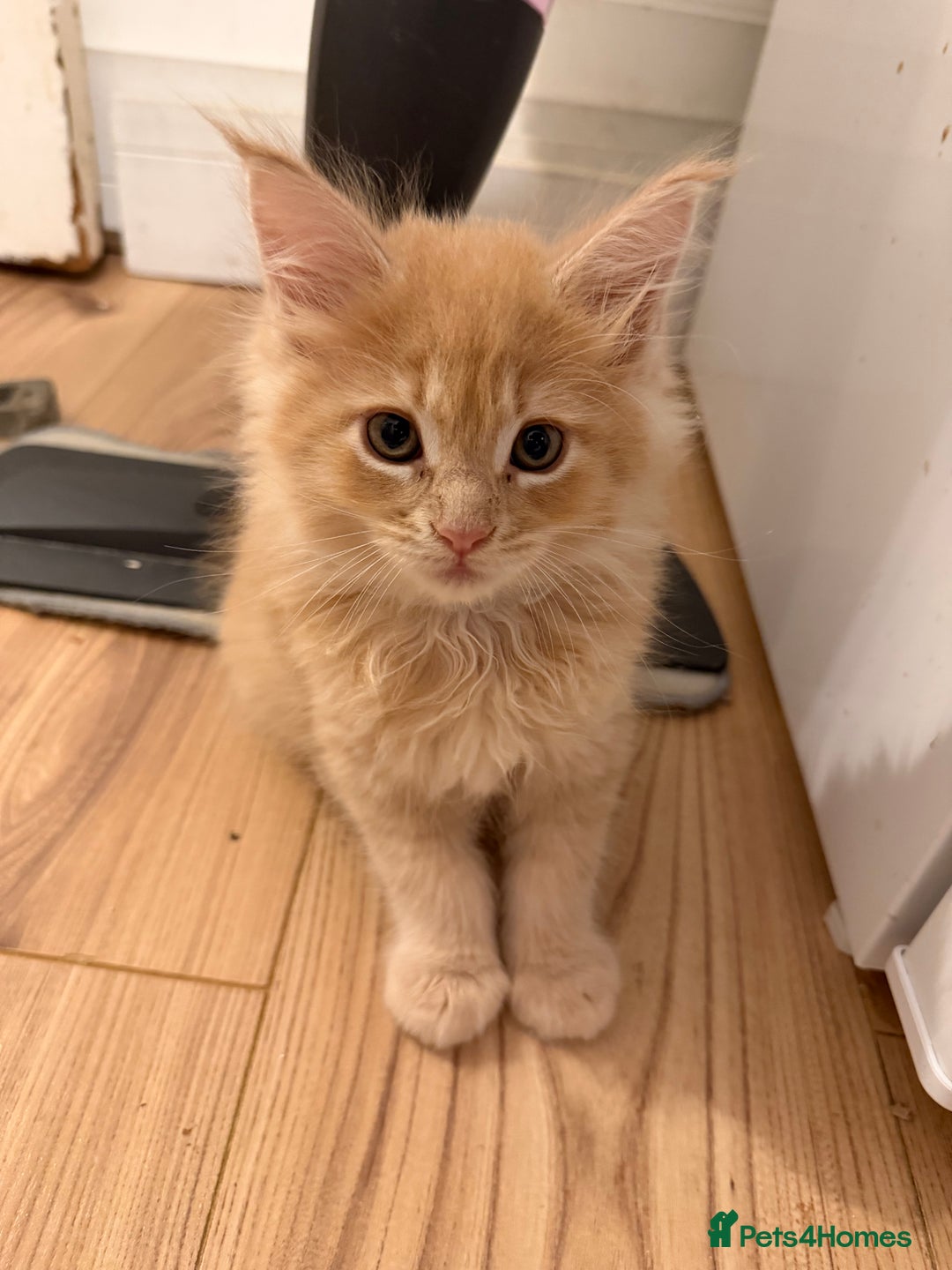 Maine Coon cats for sale: TICA Registered Maine Coon Kittens - Advert 18