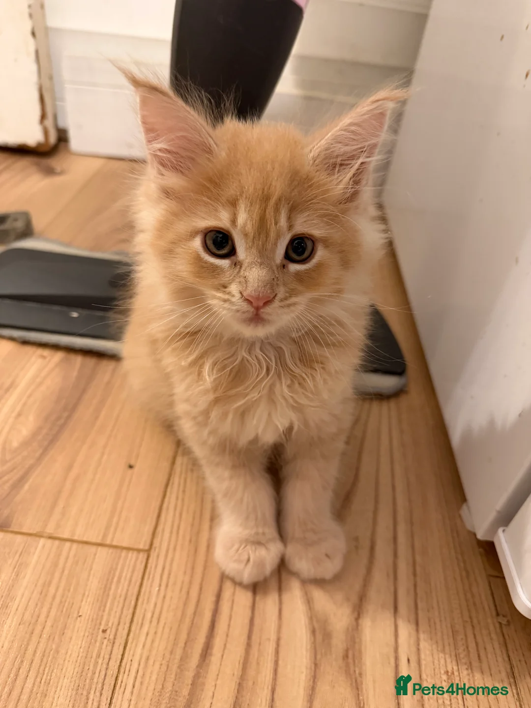 Maine Coon cats for sale: TICA Registered Maine Coon Kittens - Advert 11