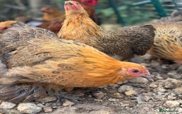 Chickens poultry for sale: *Partridge Pekin Bantam Hens* - Image 3