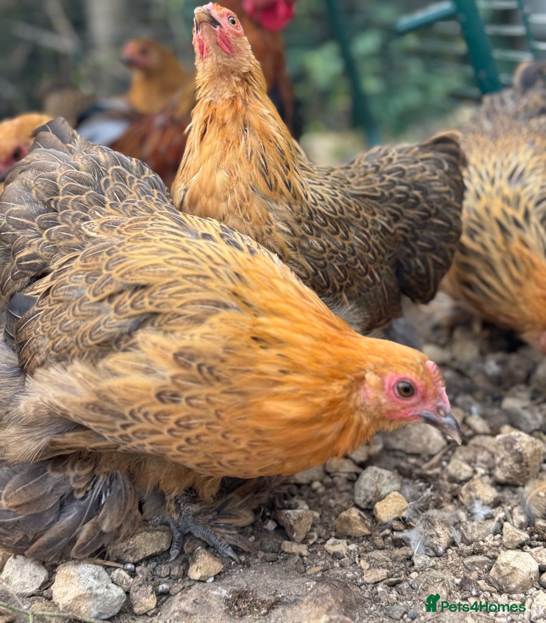 Chickens poultry for sale: *Partridge Pekin Bantam Hens* - Image 3