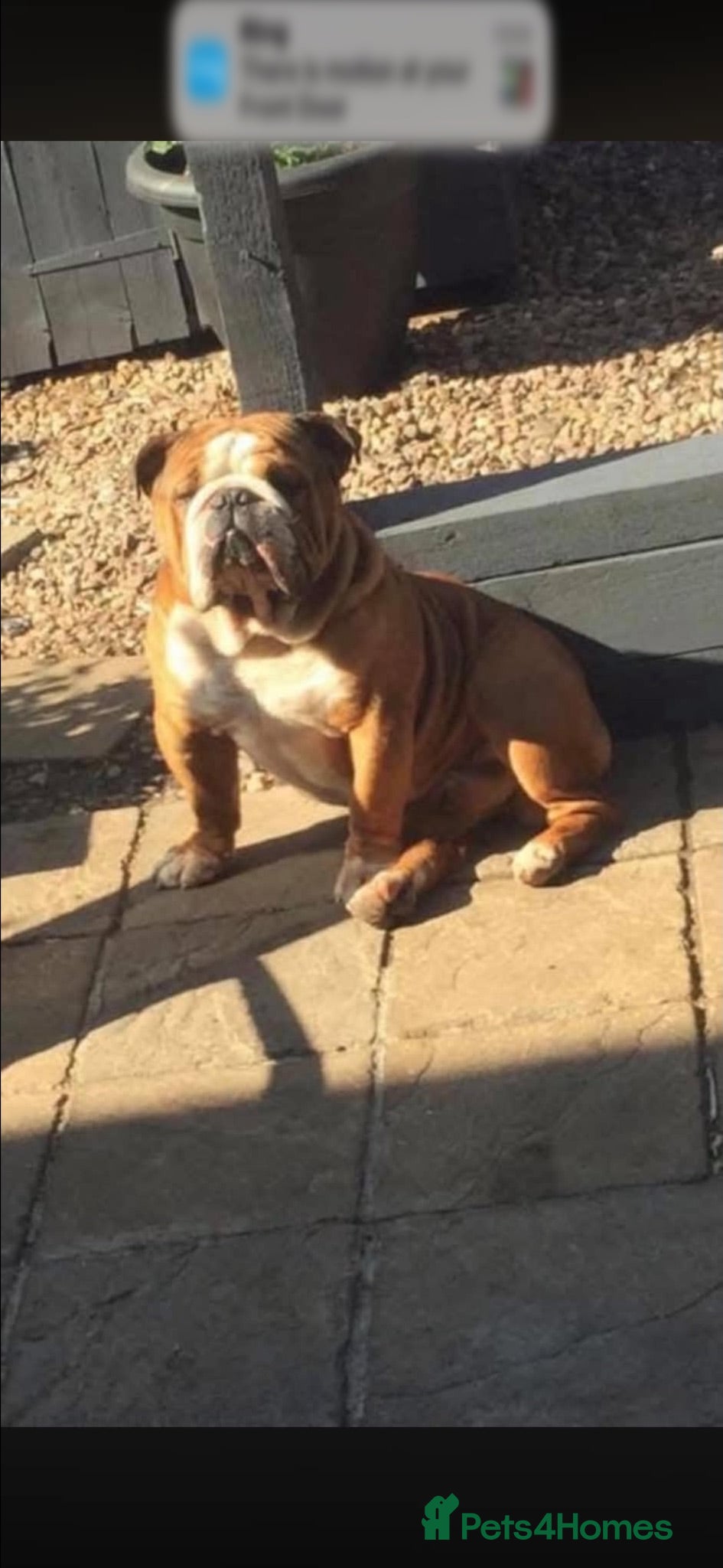 English Bulldog dogs British bulldog  - Advert 1