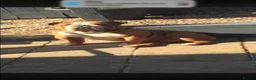 English Bulldog dogs for sale: British bulldog  - Advert 1