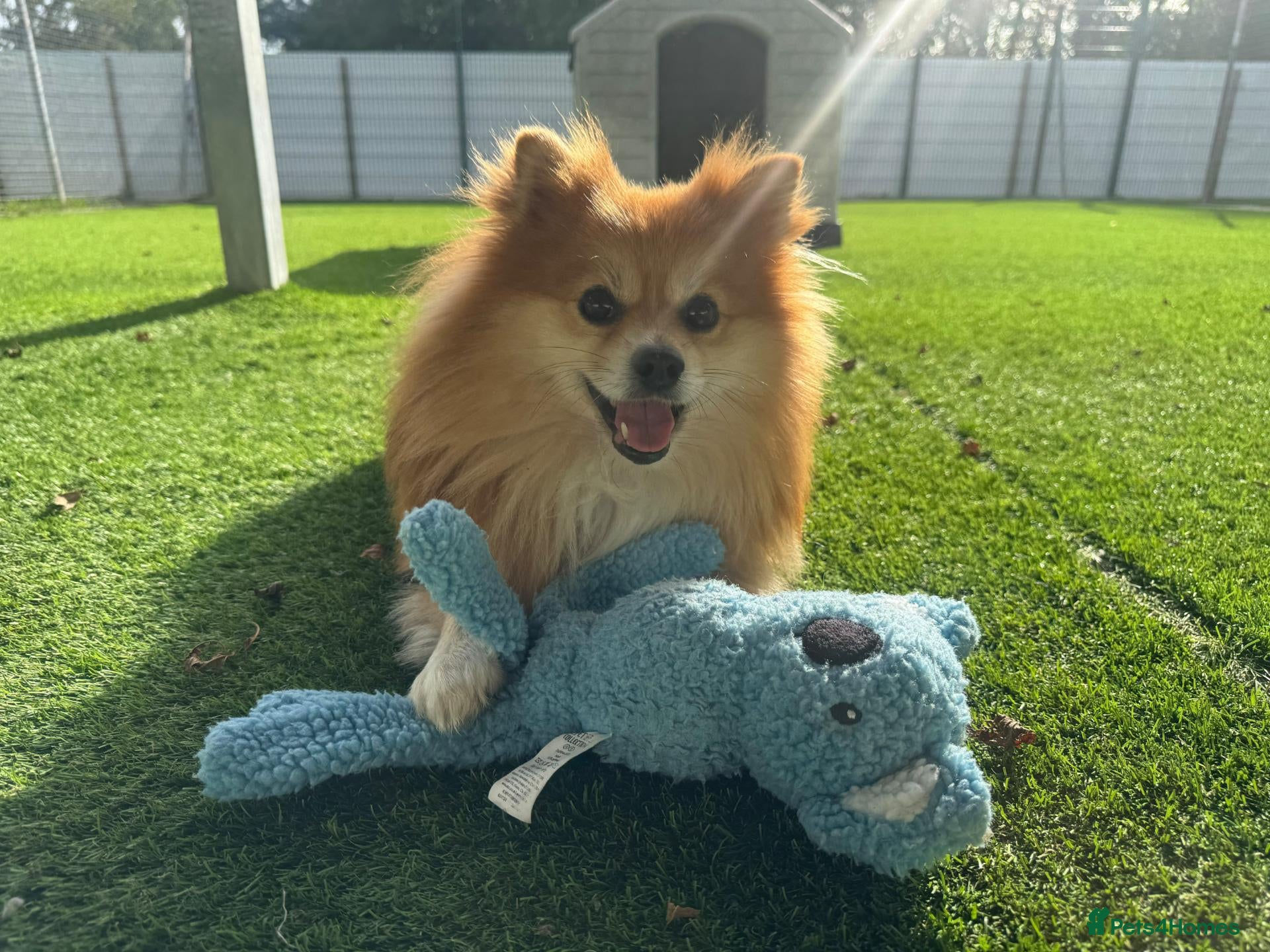 Pomeranian dogs Mushu - Advert 2