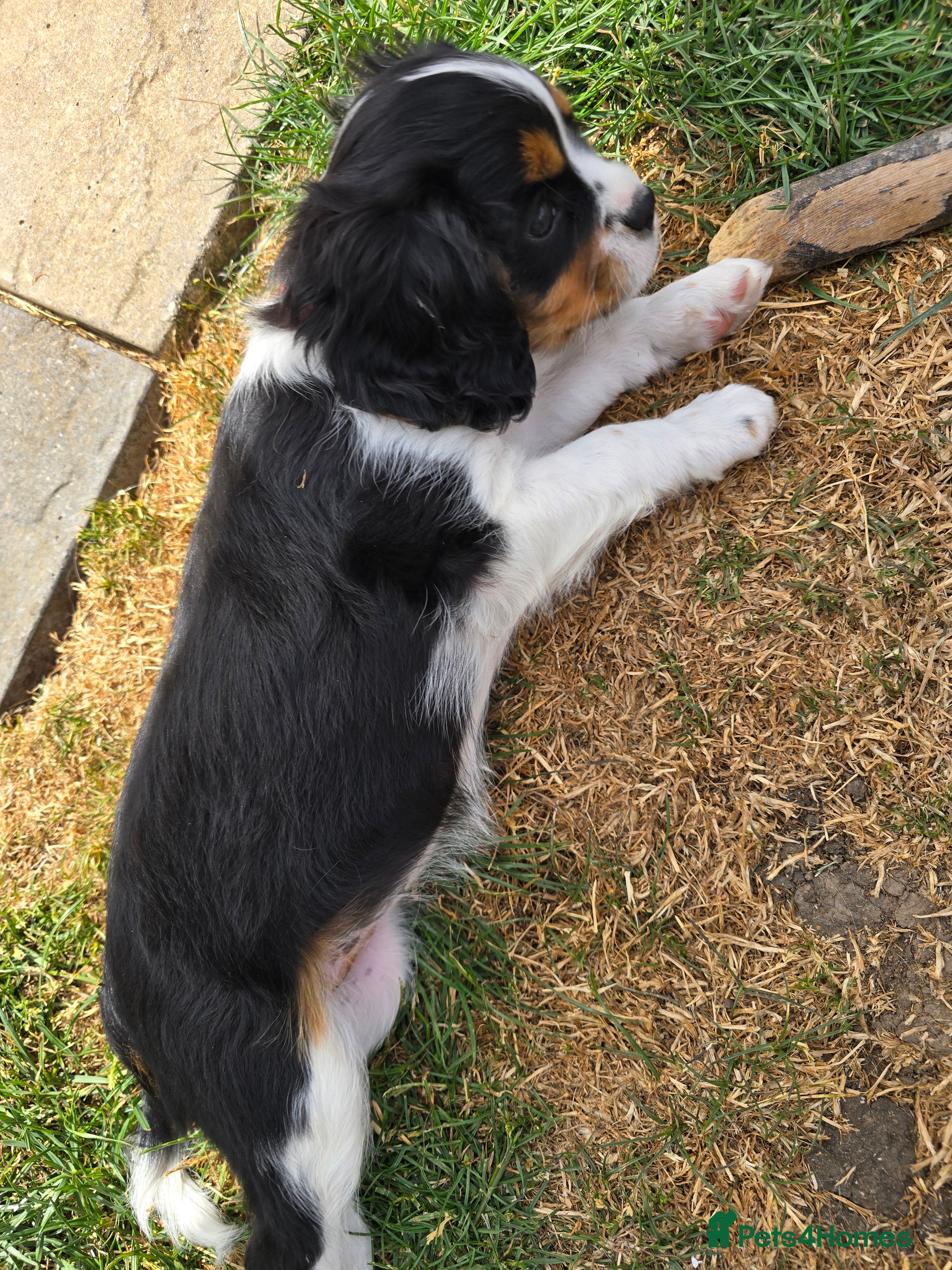 Cavalier King Charles Spaniel dogs KC CAVALIER KING CHARLES TRI GIRL AVAILABLE  - Advert 2