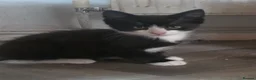 Mixed Breed cats for sale: Kittens - Advert 6