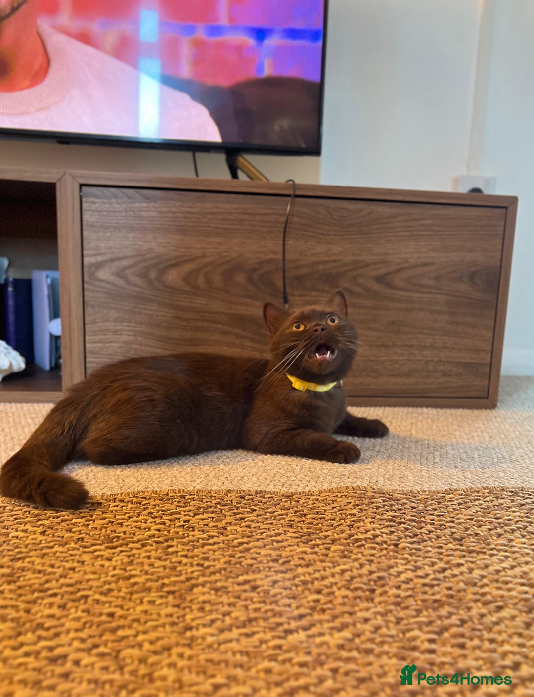 British Shorthair cats for sale: 🐾 Purebred British Shorthair Female Solid Choco - Image 3
