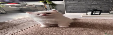 Ragdoll 2