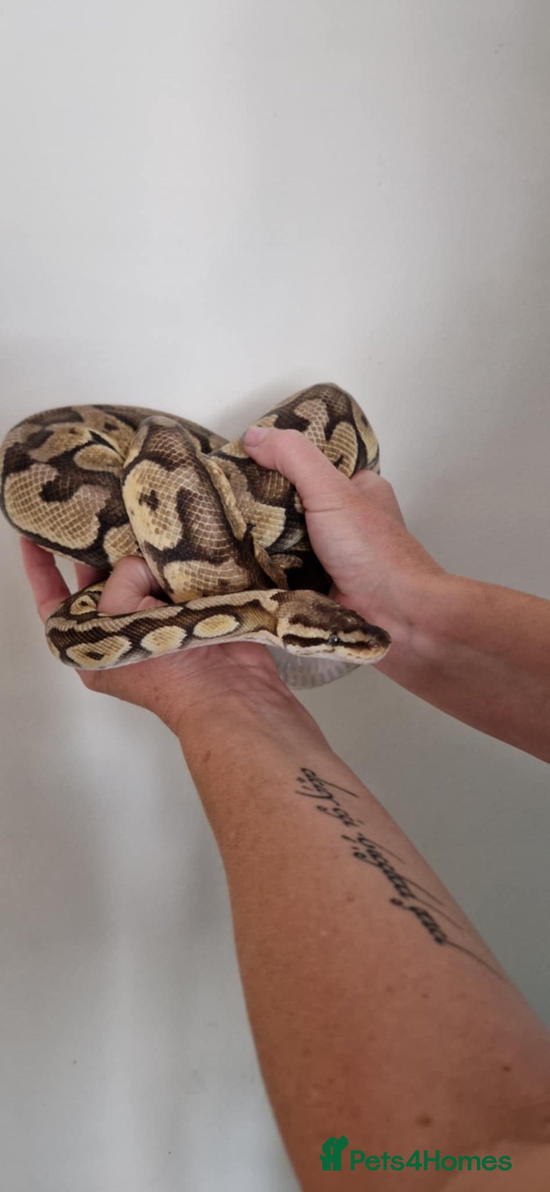 Python Snake reptiles for sale: Beautiful male royal python  - Image 2
