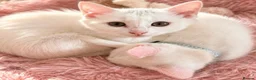 Turkish Angora cats for sale: Gorgeous Kittens!  - Advert 6