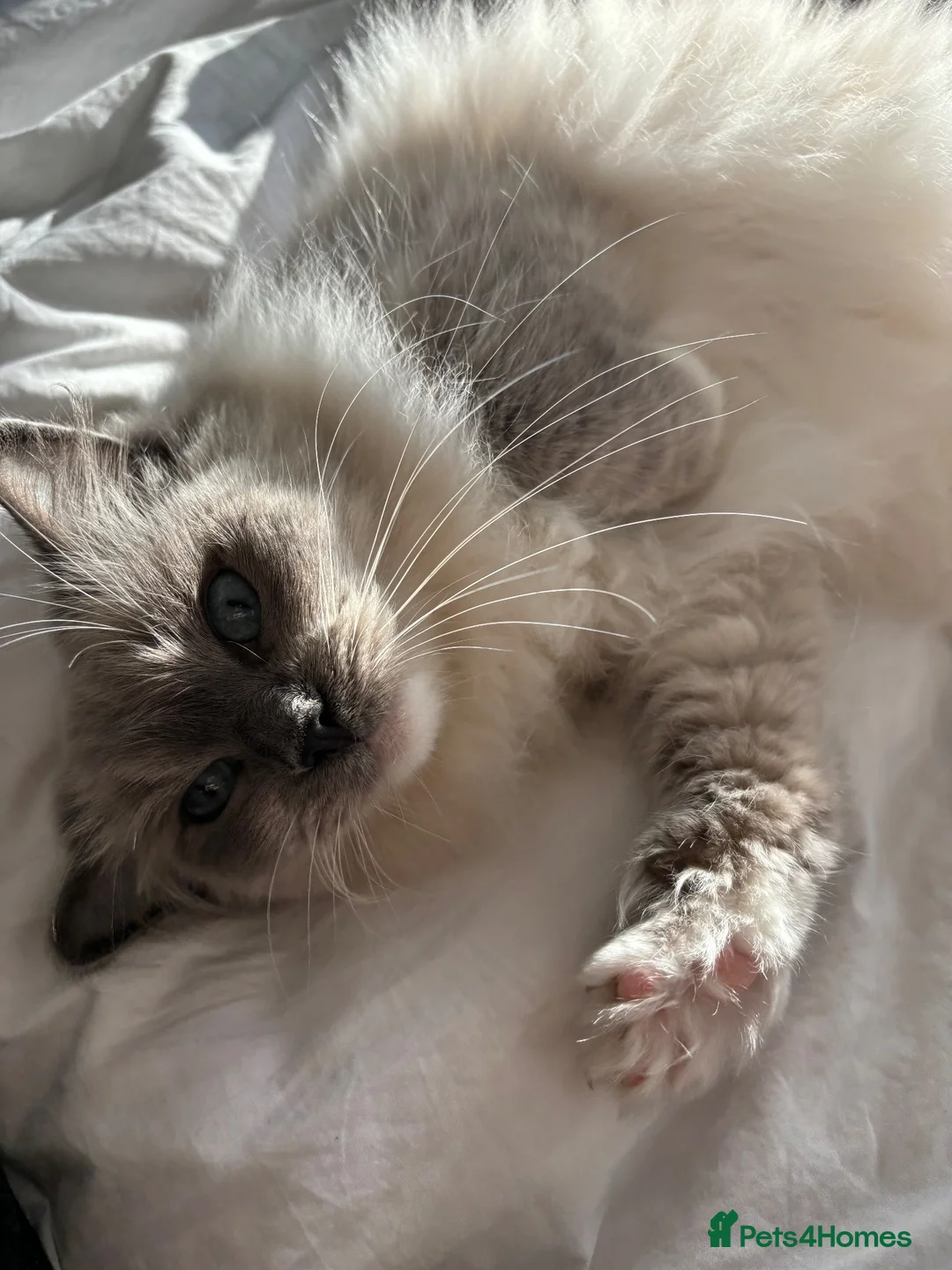 Ragdoll cats for sale: Female Ragdoll  in Egham - Advert 3