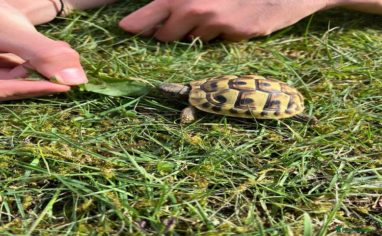 Tortoise reptiles - Advert 4