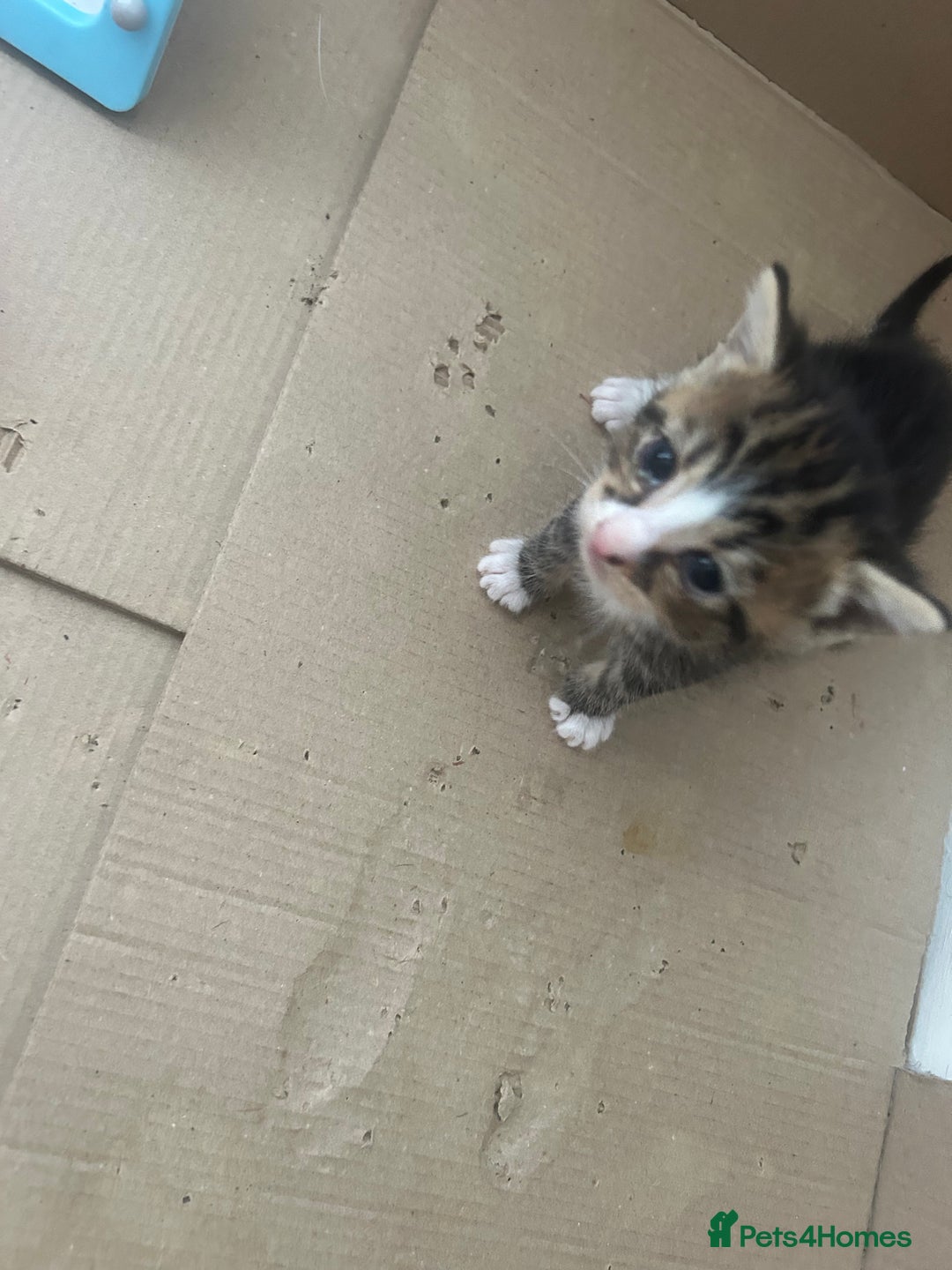 British Shorthair cats for sale: 6 beautiful kittens ready to go! £70 - Image 8
