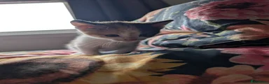 Kitten 7