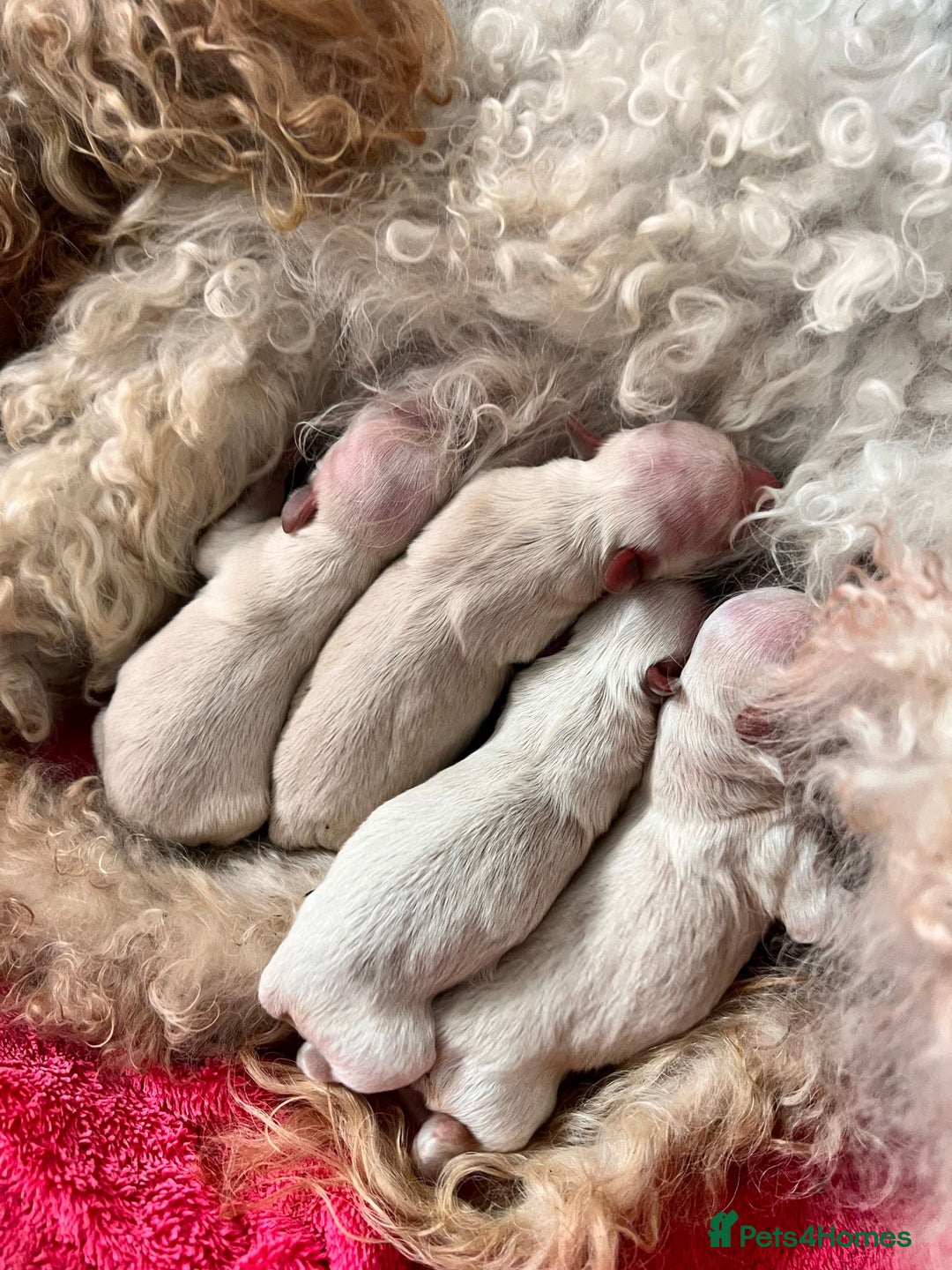 Maltipoo dogs for sale: Expecting F1 small Maltipoo puppies - Image 14
