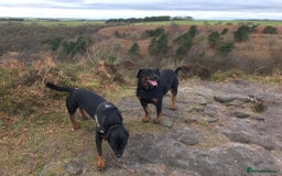 Rottweiler dogs for sale: 3 and a half year old Rottweiler - Image 7