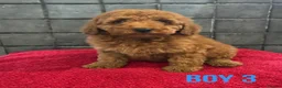 Miniature Poodle dogs for sale: Stunning Fox Red Minature Poodle Pups  - Advert 3