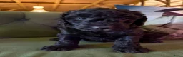 Sheepadoodle dogs for sale: Sheepadoodle Puppies Available  - Advert 12