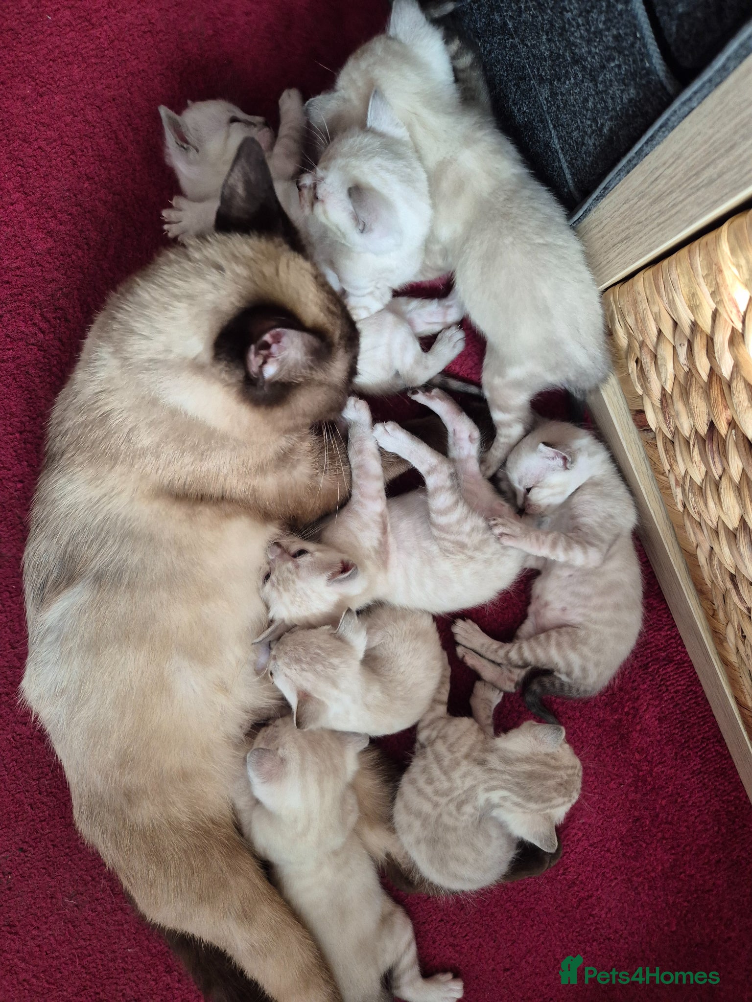 Mixed Breed cats British Blue Bengal Mixed - Advert 1