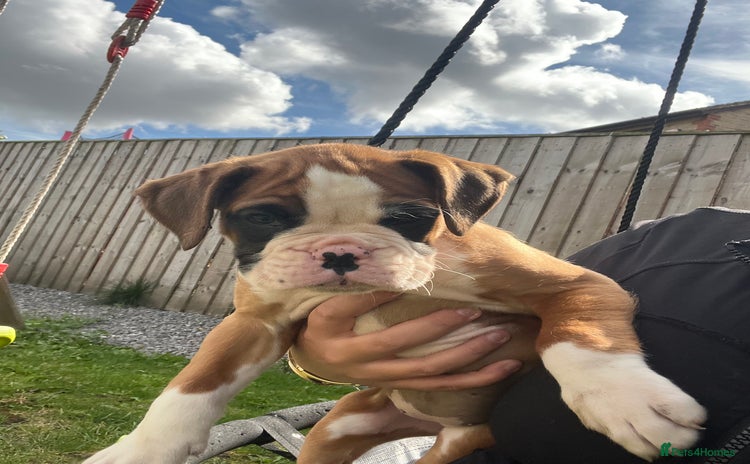 Boxer dogs - Advert 1