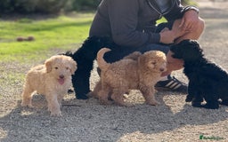 Labradoodle dogs for sale: F1b 3rd generation Labradoodles  - Image 16