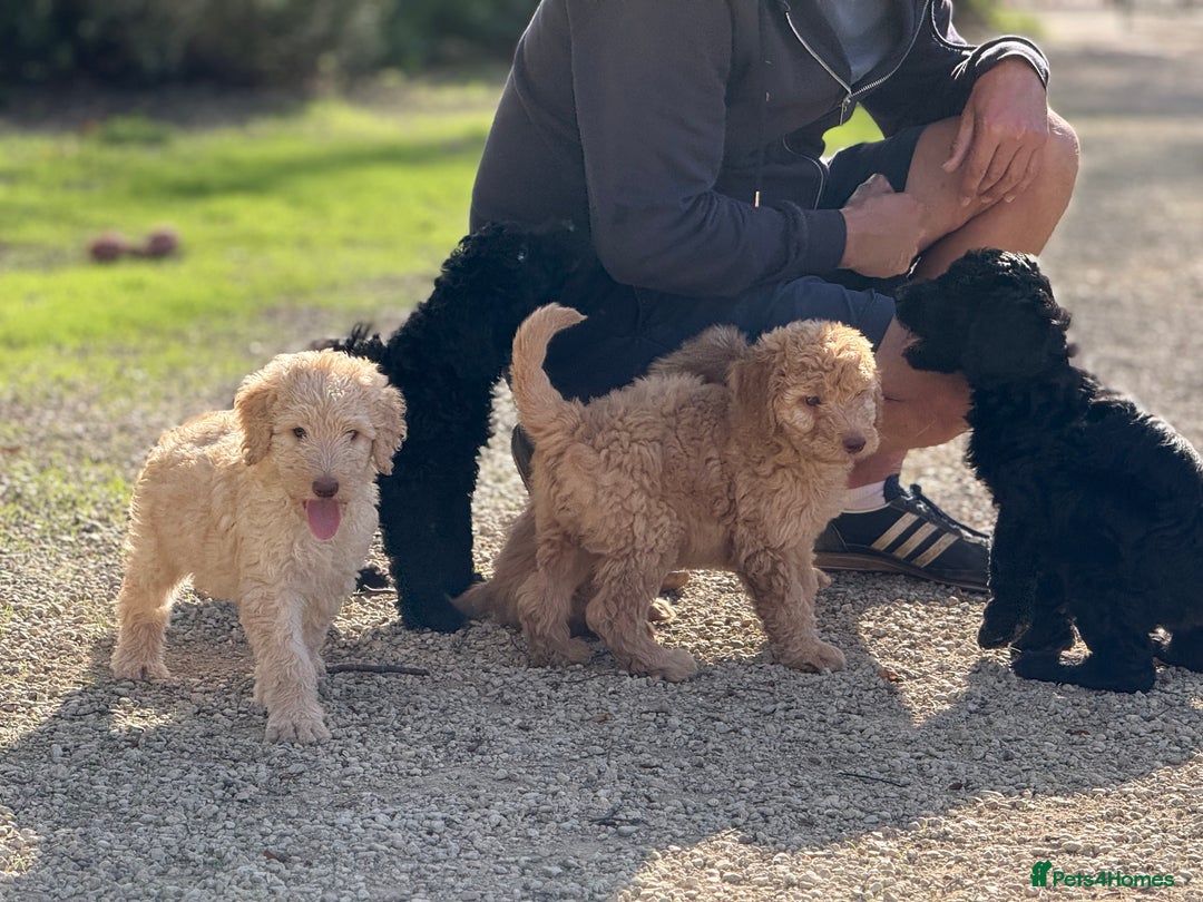 Labradoodle dogs for sale: F1b 3rd generation Labradoodles  - Image 16