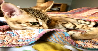 Savannah cats - Advert 12