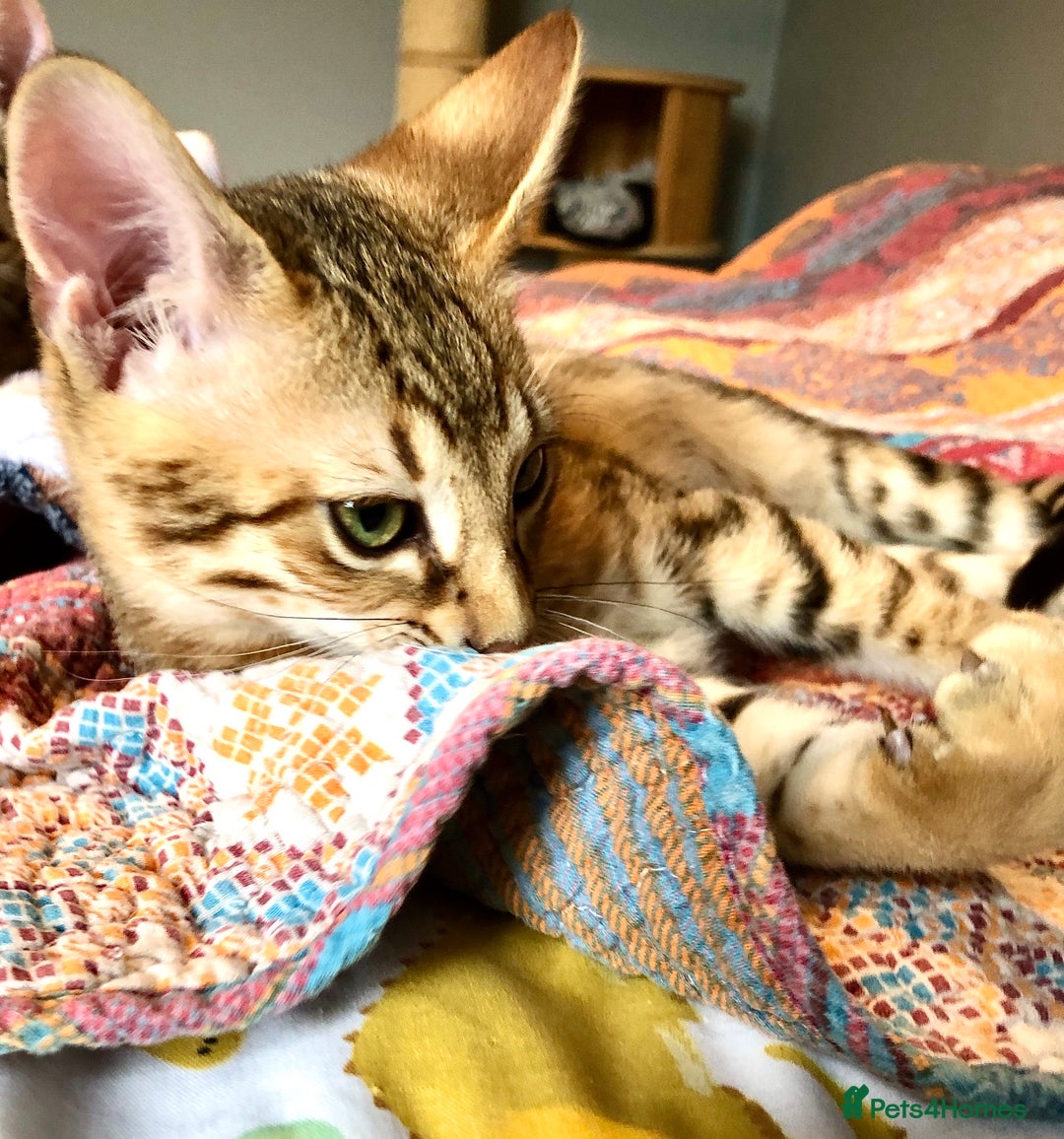 Savannah cats for sale: Beautiful full pedigree savannah kittens  - Advert 6