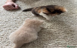 British Longhair cats for sale: 3 beautiful blue eyed British longhair - Image 13