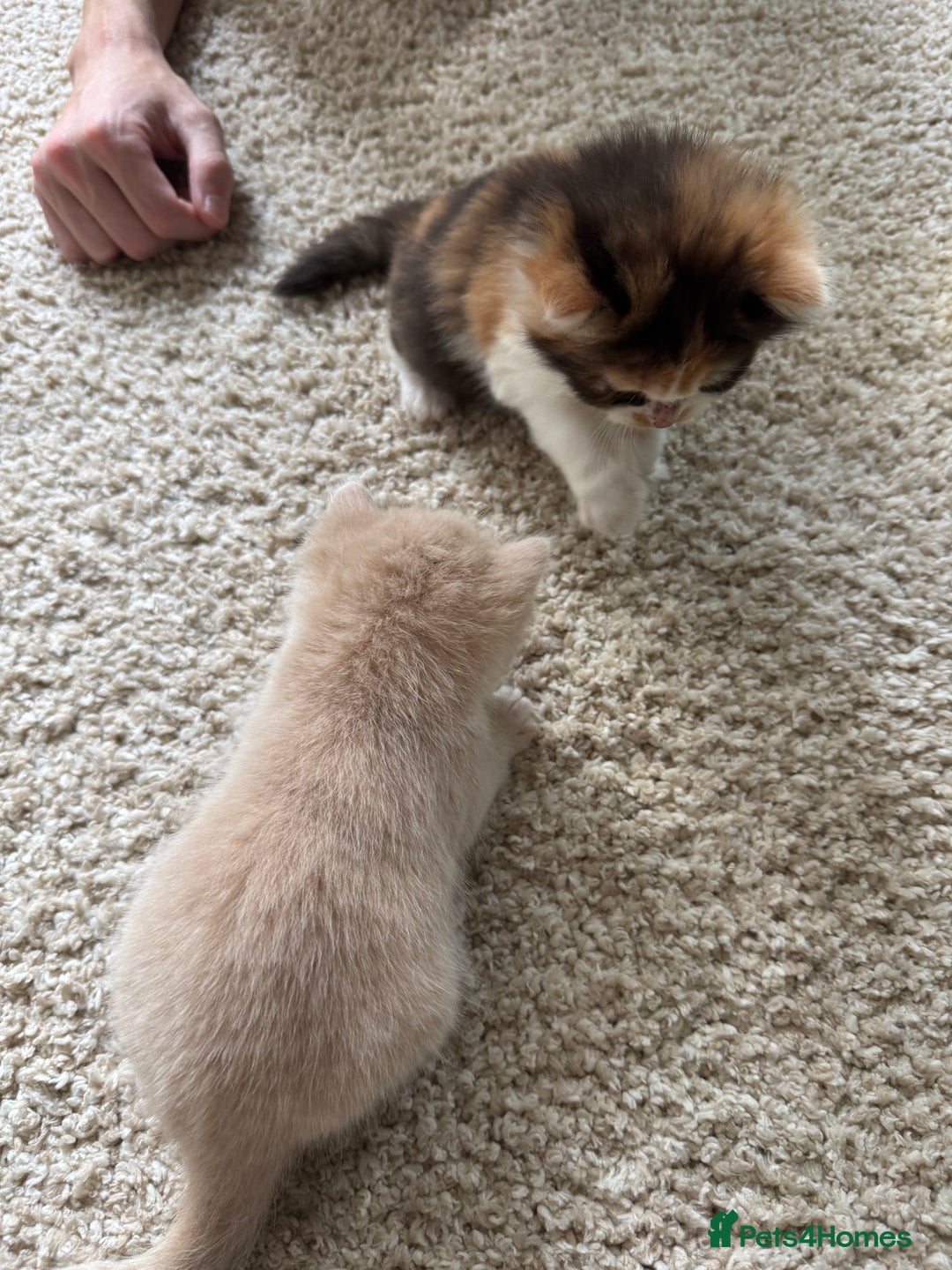 British Longhair cats for sale: 3 beautiful blue eyed British longhair - Image 13
