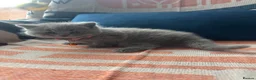 British Shorthair cats for sale: 🏆💫GCCF REGISTERED CHUNKY KITTIES💫🏆 - Advert 38
