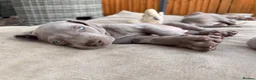 Weimaraner dogs for sale: Beautiful KC reg Weimaraner’s forever homes req - Advert 28
