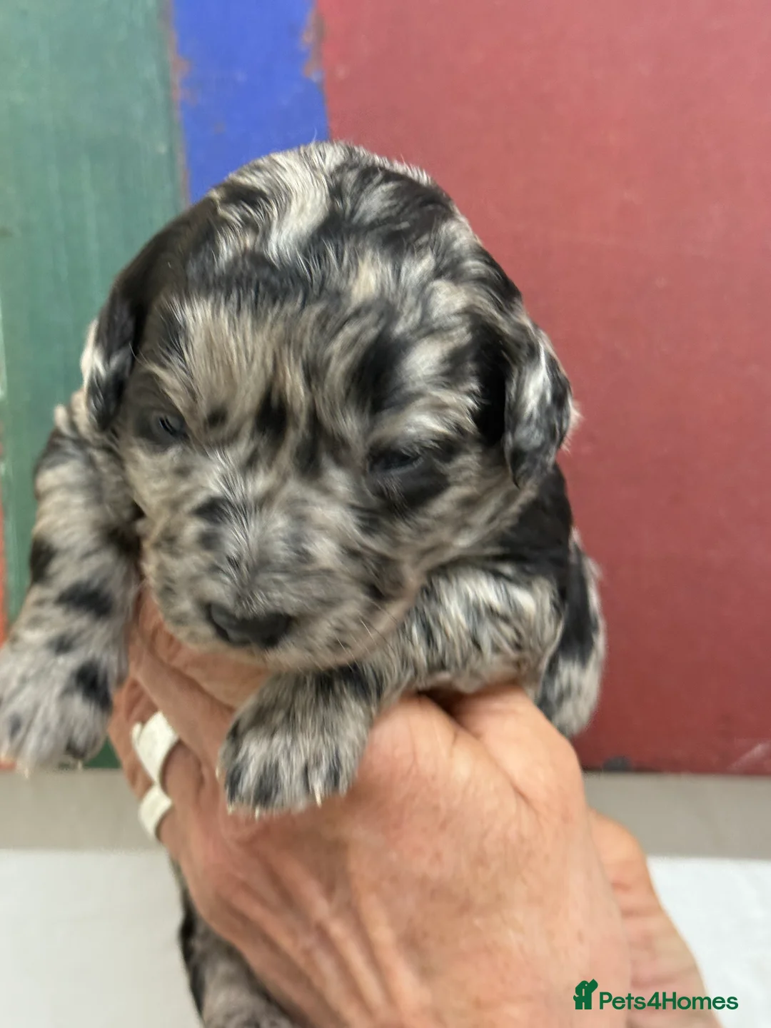 Labradoodle dogs for sale: Cracking F1 Miniature Labradoodles.  - Advert 19