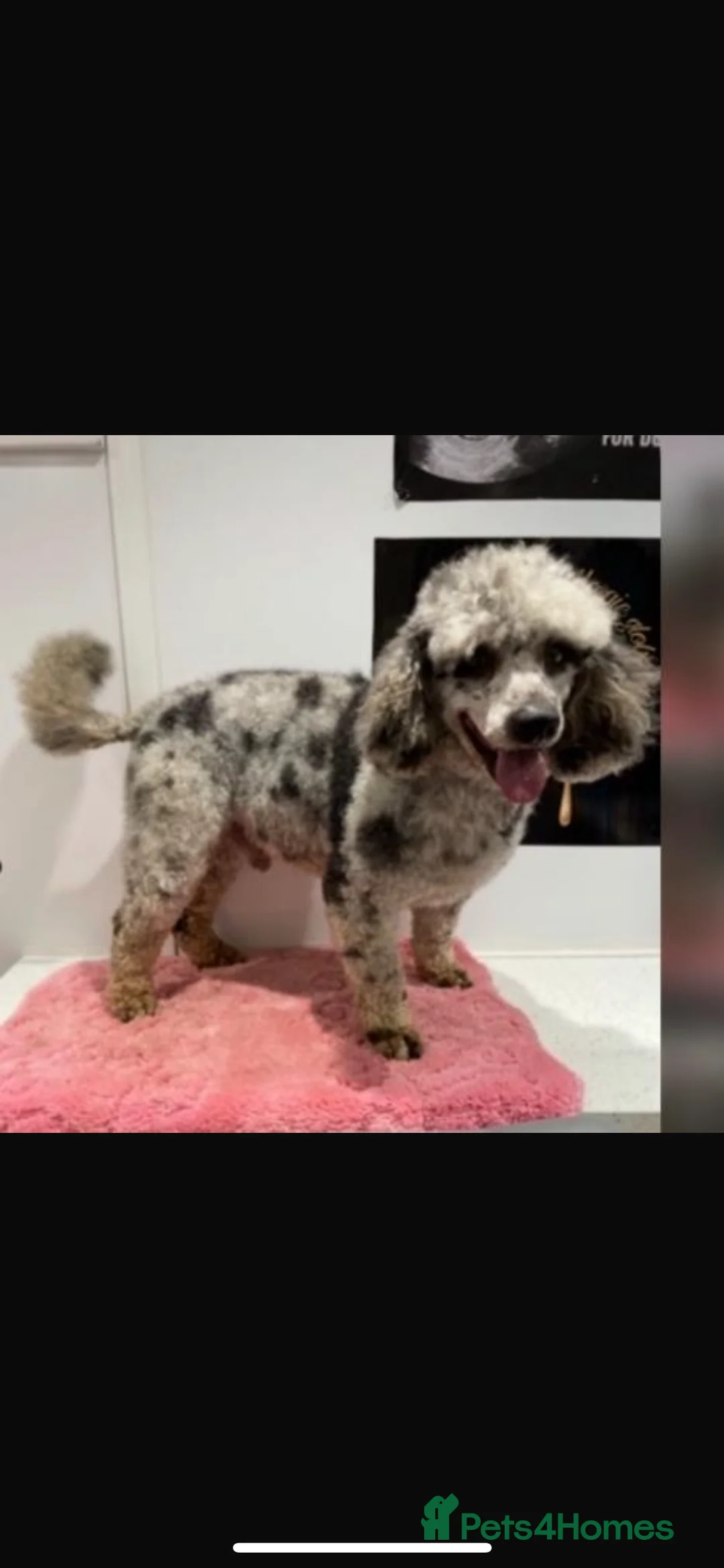 Cockapoo dogs for sale: Merle F1 Cockapoo  - Advert 3