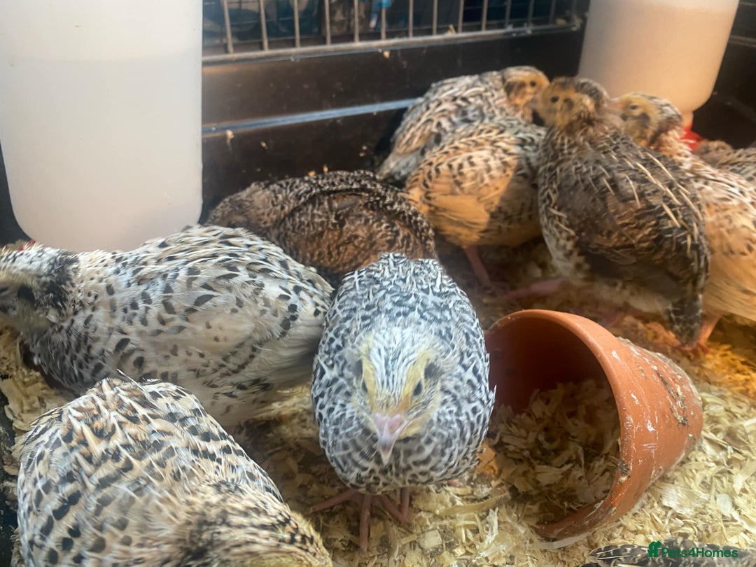 Quail poultry for sale: Fancy Coloured Japanese Jumbo Coturnix Quail - Image 8