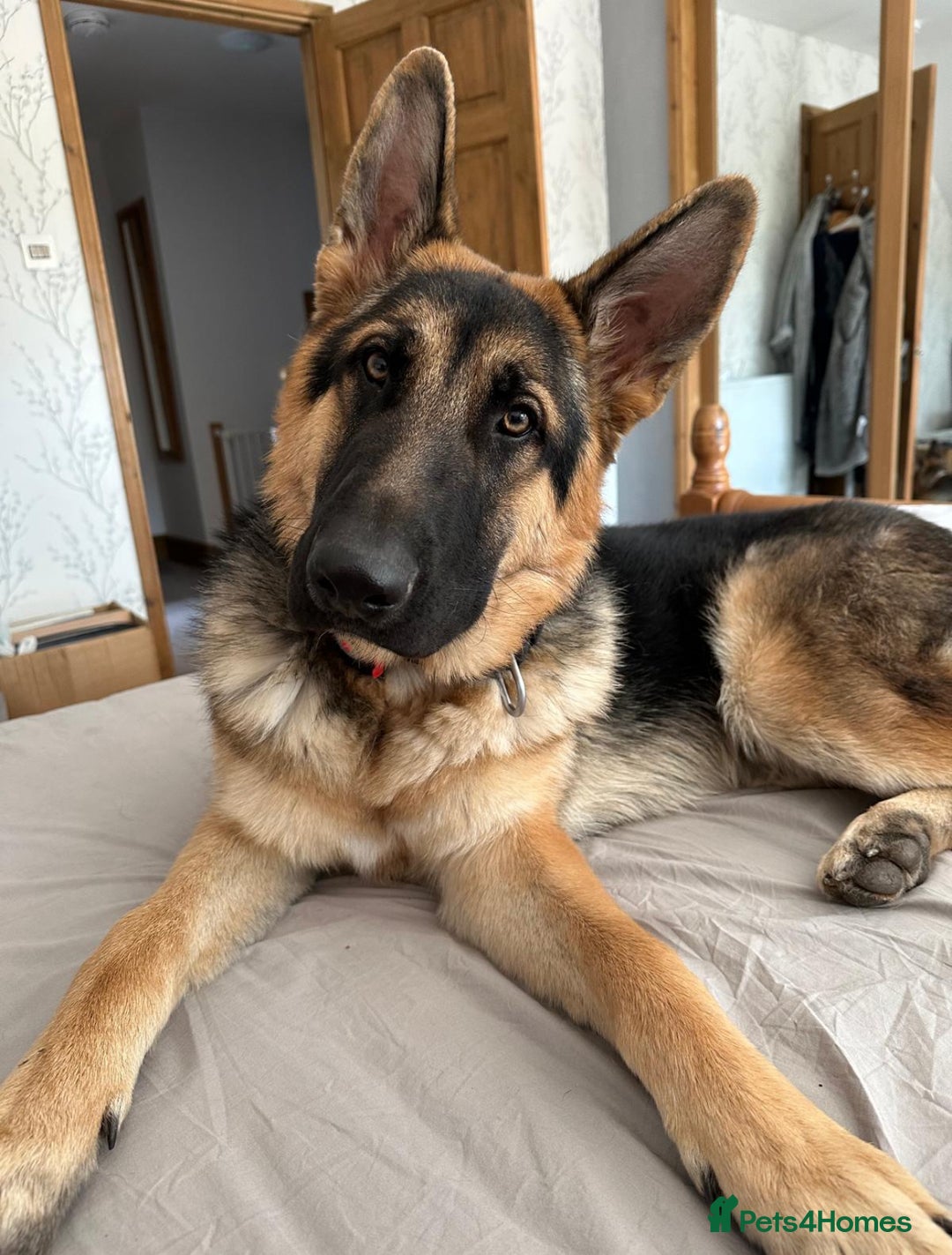 German Shepherd dogs for sale: Beautiful KC Registered GS pups - Advert 8