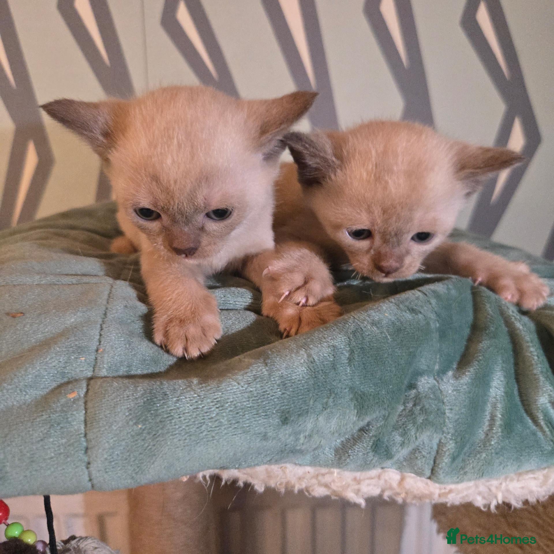 Burmese cats Outstanding Pedigree Burmese Kittens,Vet checked - Advert 1