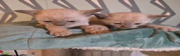 Burmese cats for sale: Outstanding Pedigree Burmese Kittens,Vet checked - Advert 1