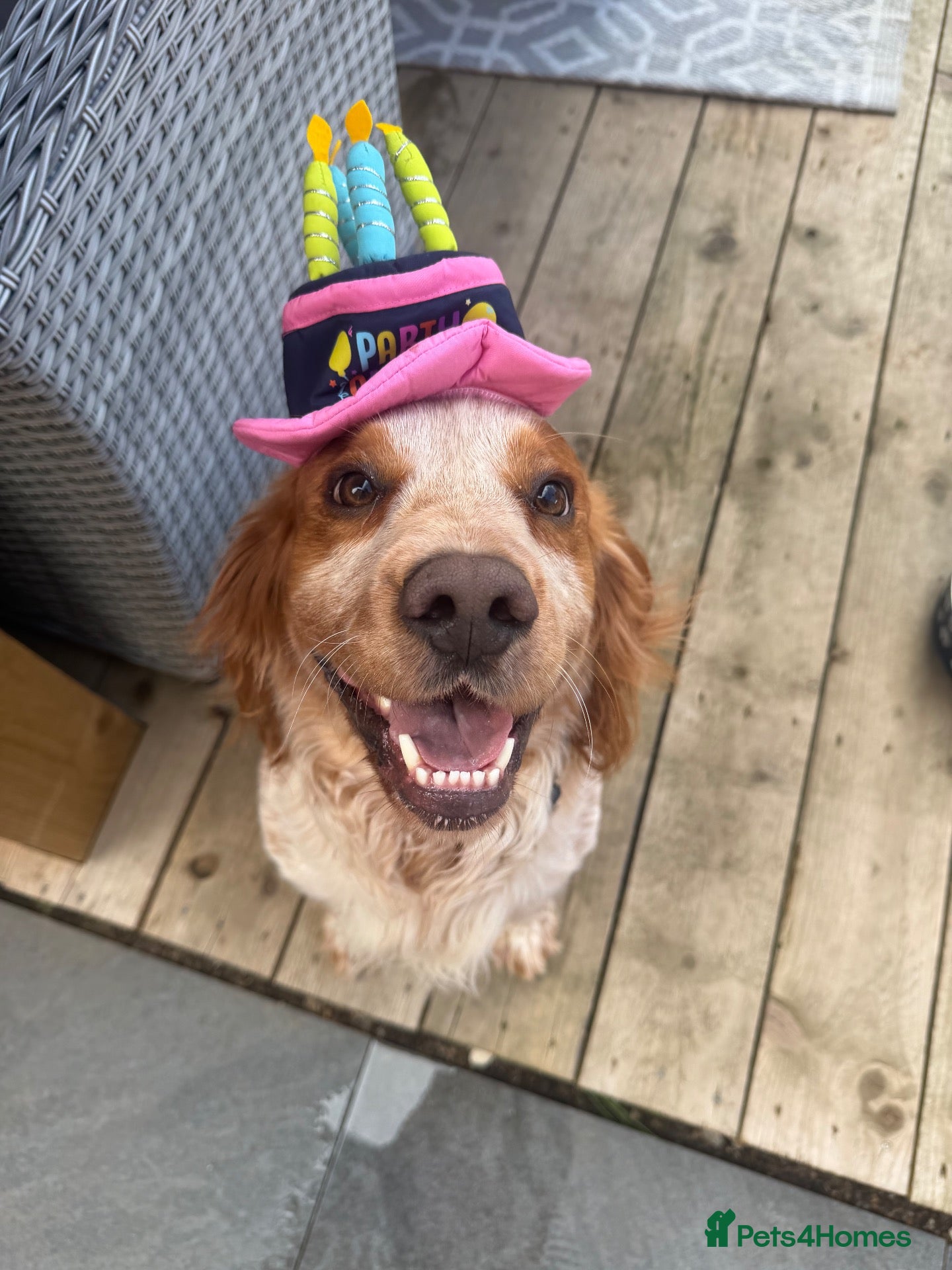 Sprocker dogs Teddy  - Advert 5