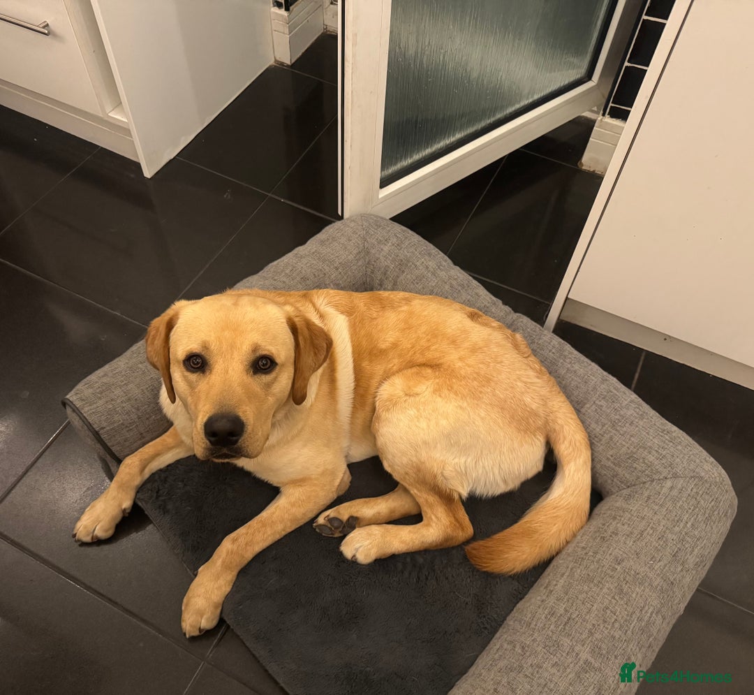 Labrador Retriever dogs for sale: Kennel incl. Male Labrador 15 month junior puppy. - Image 3