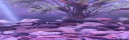 Plecos fish for sale: Mixed breed bristlenose plecos - Advert 2