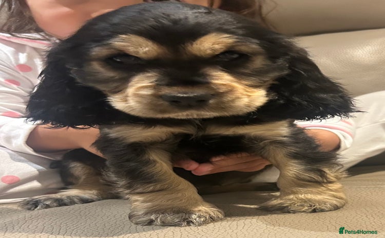Cocker Spaniel dogs - Advert 7