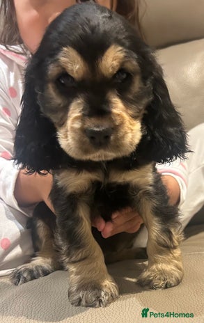 Cocker Spaniel dogs - Advert 7