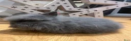 Lionhead rabbits for sale: Fluffy double mane lion head rabbits for sale  - Advert 26