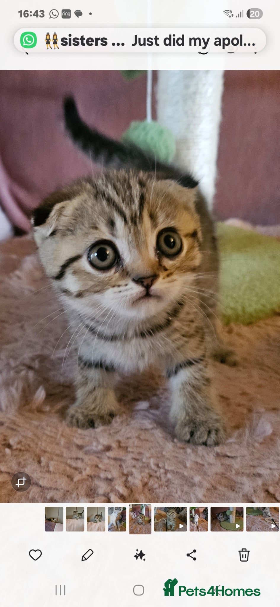 British Shorthair cats for sale: BRITISH SHORTHAIR X SCOTTISH FOLD - Advert 11