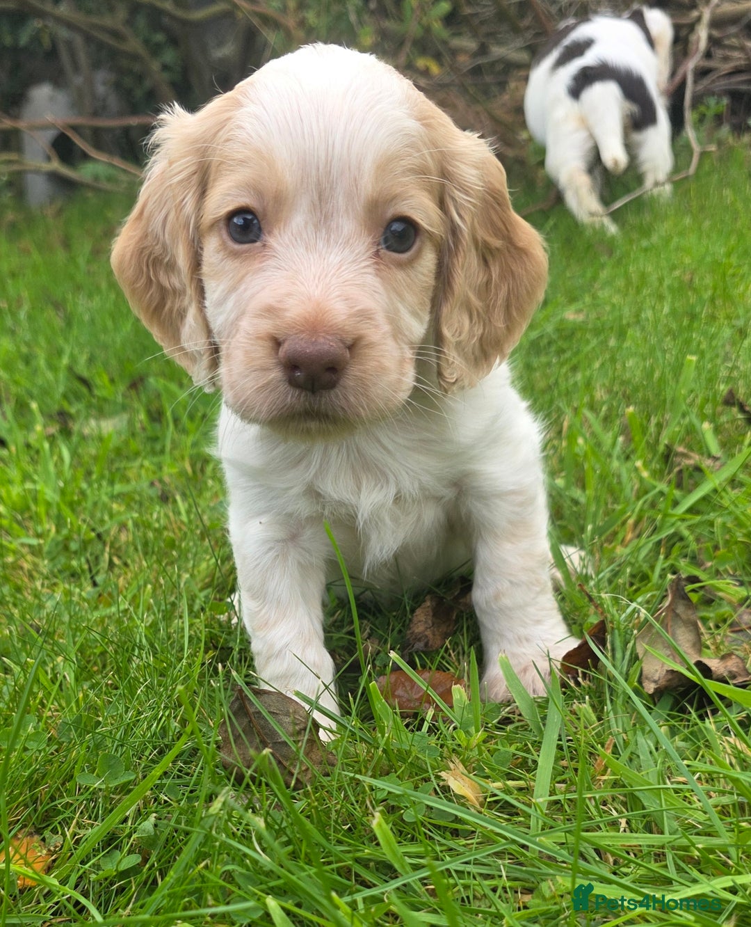 Cocker Spaniel dogs for sale: WORKING COCKER SPANIELS ..DNA CLEAR - Image 30