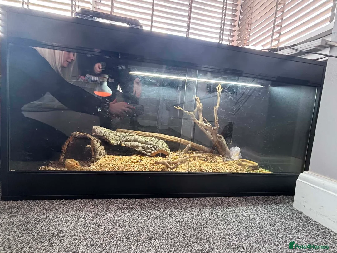 Bearded Dragon reptiles for sale: 10month old bearded dragon in Doncaster - Advert 3