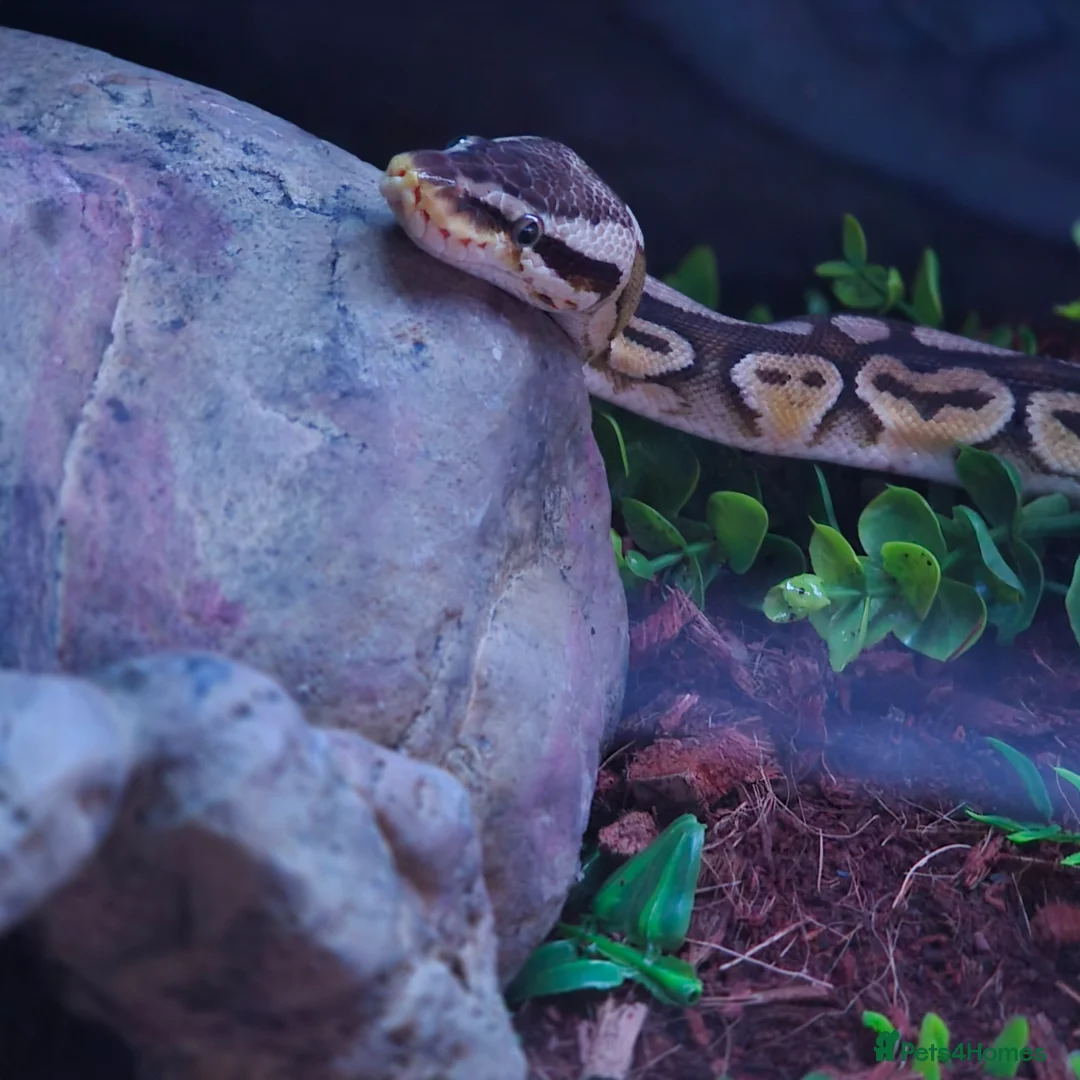 Python Snake reptiles for sale: Adult Ball Python  in Crook - Advert 3