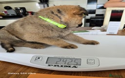 German Shepherd dogs for sale: German Shepard KC Reg Puppies in Scunthorpe - Image 40